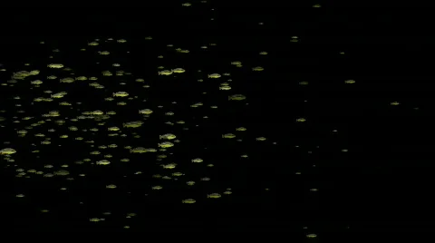 A group of fast swimming fish. | Stock Video | Pond5