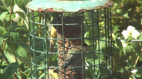 Group of Feeding Birds Stock Footage 32966545