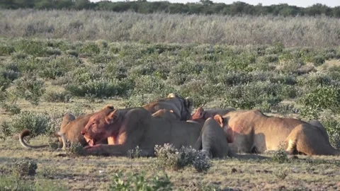 Group feeding continues around the carcass — Part 7 Stock Footage 320354413