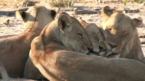Group of female lions head rubbing and socializing Stock Footage