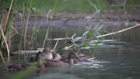 Group of female mallard ducks foraging and swimming in a pond nature scene Stock Footage 337703852