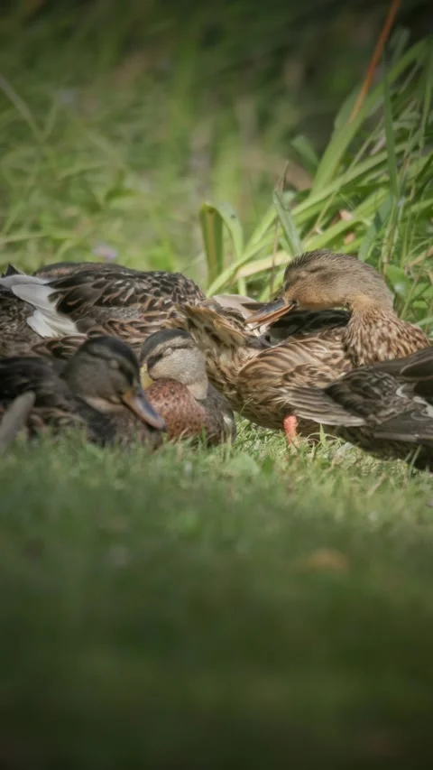 Group of Female Mallard Ducks Preening and Resting on Grass Vertical Stock Footage 341886545