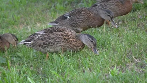 Group of Female Mallards Walking Through Grassy Meadow in Linz Video stock 343544260