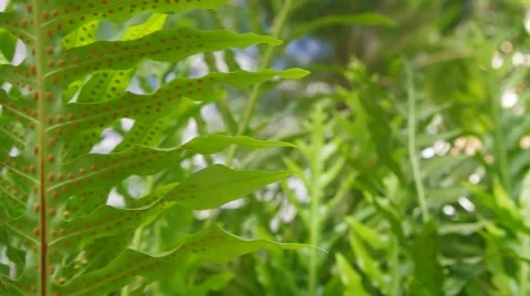 Group of fern with spore Stock Footage 51604572