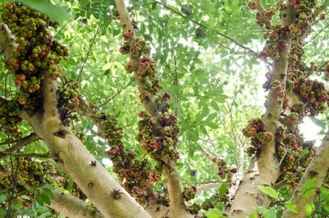 Group of ficus spp. Foto stock