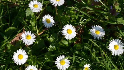 Group of field daisies time lapse Stock Footage 105449629