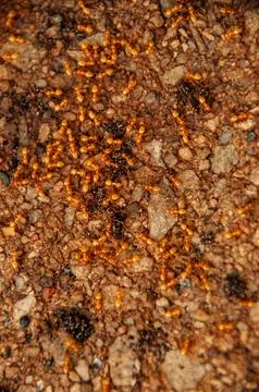 Group of Fire Ants on Soil Surface in Their Natural Habitat Stock Photos