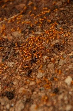 Group of Fire Ants on Soil Surface in Their Natural Habitat Stock Photos