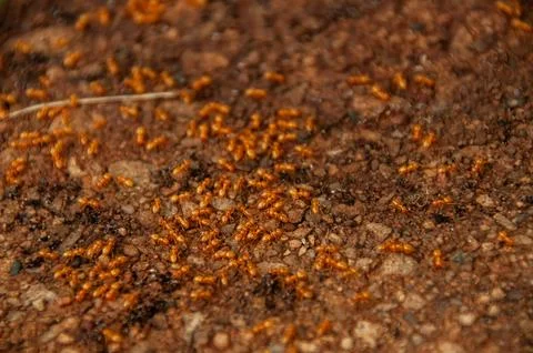 Group of Fire Ants on Soil Surface in Their Natural Habitat Stock Photos