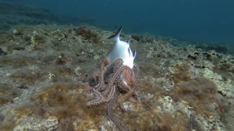 Group of fireworms eat dead fish. Bearded Fireworm (Hermodice carunculata) Stock Footage 133770993