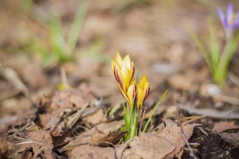 A group of the first spring flowers in the forest, wide-open flower beads on  Foto stock
