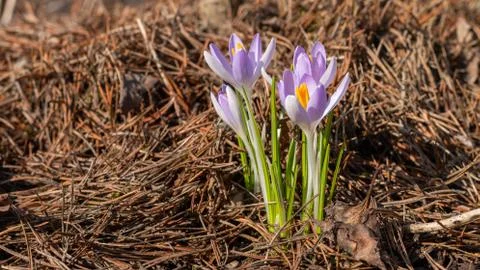 A group of first spring flowers Stock Photos