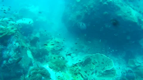 Group of Fish and coral reef, Koh Chang, Thailand Stock Footage 246515170