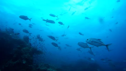 Group of fish and coral reef in the sea, Thailand Video stock 246579883