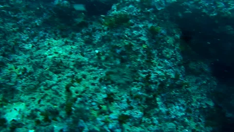 Group of fish and coral reef in the sea- 2021.10.21-26 FunDive@KohTao Stock Footage 246785162