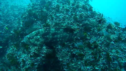 Group of fish and grouper fish in the sea- 2021.10.21-26 FunDive@KohTao Video stock 246785169