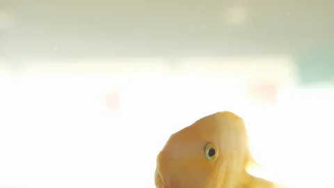 A Group of Fish in the Aquarium Video stock 128805082