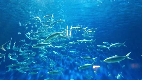 Group of fish in the Aquarium Stock Footage 161963614