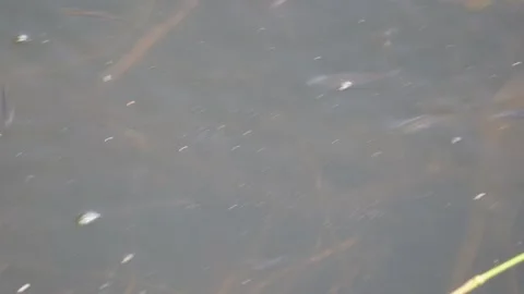 Group of fish are swiming Stock Footage 320004204