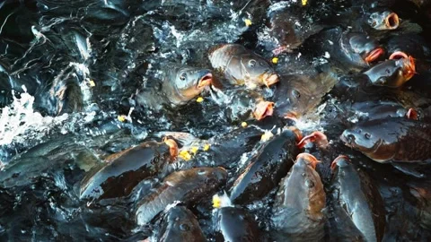 Group of fish asking for food in Lake Me... | Stock Video | Pond5