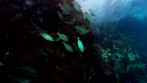 Group of fish close to the rocks. Underwater view. Super slow motion 4K. 库存影片 348007600