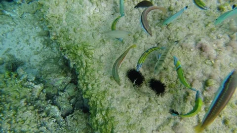 Group of fish devouring sea urchin on sea floor Stock Footage 289534168