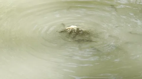 A group of fish eating a bread at a pond Stock Footage 270359425