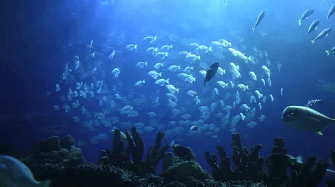 Group of Fish Stock Footage 23553737