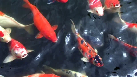 Group fish. Stock Footage 24003138