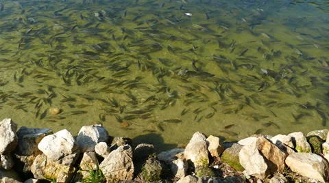 Group of fish. Video stock 49747044