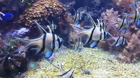 Group of fish Stock Footage 49936547