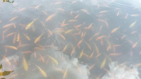 A group of fish Stock Footage 275053860