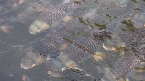 The Group Of Fish Gracefully Moving In The Clean Water Stock Footage 130370515