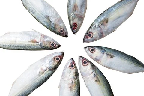 Group of  Fish isolated on white background Stock Photos