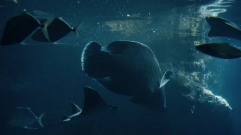 Group of Fish moonfish and ray Swimming In Slow Motion HD Stock Footage 61723256