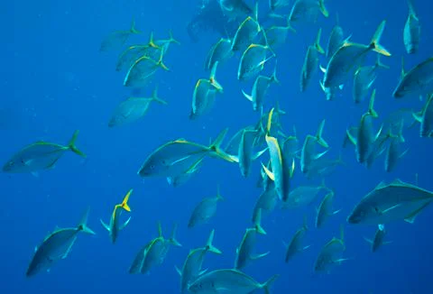 Group of fish Foto stock