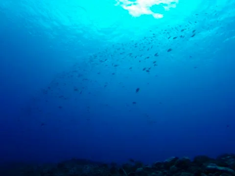 Group of fish Stock Photos