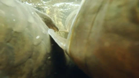 Group of Fish Resting and Floating in Stream Bed Stock Footage 310163090