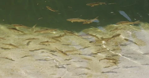 Group of fish in a river of crystal clear water Stock Footage 133909073