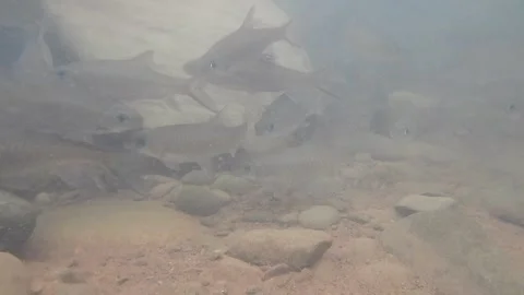 Group fish in the river. Stock Footage 240616948