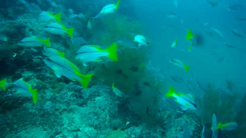 Group of fish in the sea Stock Footage 246785153