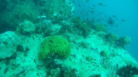 Group of fish in the sea Stock Footage 246787951