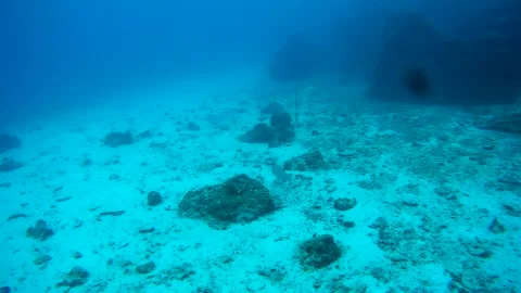 Group of fish in the sea, Thailand Stock Footage 246579859