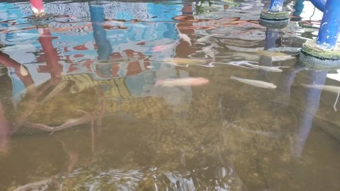 A group of fish swim gently in a murky pond Stock Footage 233317090