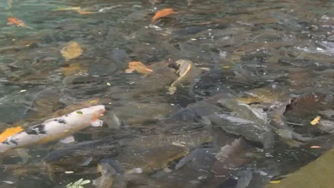 Group fish swim in the pond. Stock Footage 77621827