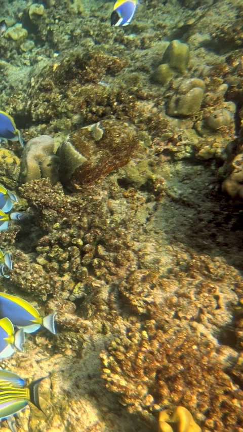 A group of fish swimming in the ocean Stock Footage 282434268