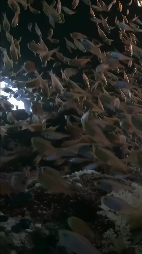 A group of fish swimming in the ocean Stock Footage 289820779
