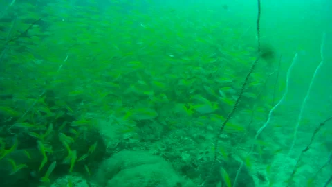 Group of fish swimming over coral reef in the sea, Thailand Stock Footage 246579934