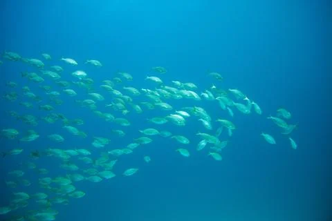 Group of fish swimming Stock Photos