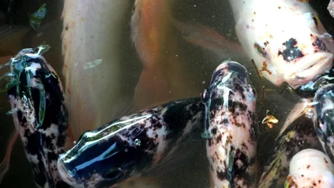 Group of fish swimming in a pond Stock-Footage 248058565